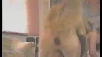 One dog to fuck two tight bitches in hot zoo video