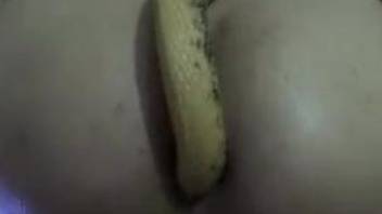 SExual anal tryout with a snake for a tight amateur woman