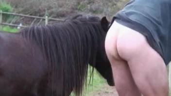 Horse penis violating a guy's tight hole from behind