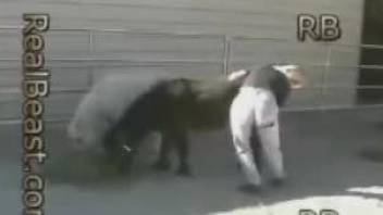 Sluts are having fun with the horse in outdoor zoophilia