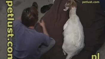 Horny white sheep gets hardly banged in amateur bestiality XXX