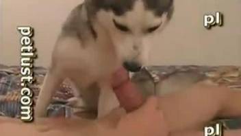 Brown doggy and awesome zoophile have nasty bestial sex in the bedroom