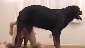 Hardcore black rottweiler hardly pounds his own owner from behind