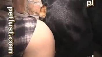 Amateur dog bestiality in doggy style with a real beast