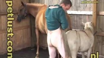 Small white pony enjoys intensive anal bestiality in the barn