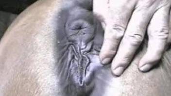 Dude drives his veiny cock deep into a mare's wet pussy