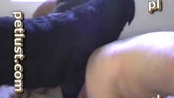 Angry black doggy gets a good blowjob by perverted male