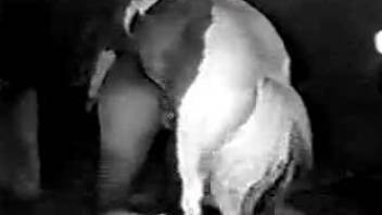 Vintage bestiality video of zoophile having sex with pony