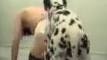 Dark haired zoophile is fucked by a Dalmatian