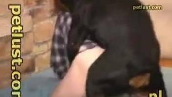 Trained dog owner is trying disgusting dog sex with his pet