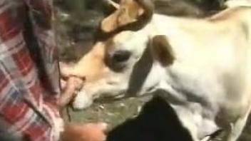 Man slides dick in cow's mouth then in its ass
