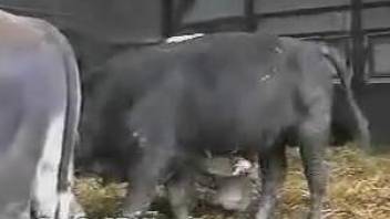 Farmer strokes bull's fat meatstick in the hayloft