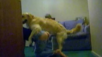 Huge labrador drills a tight hole of a masked young babe