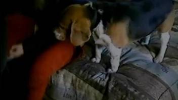 Perfect beagle licks and fucks my girlfriend's crack