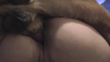 Filthy MILF brunette banged by her own doggy