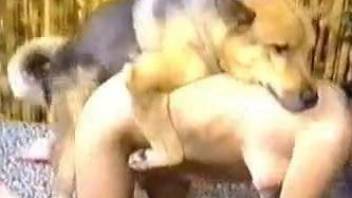 Dark-haired chick gets fucked by a dog in a shed