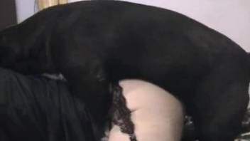 Fishnets-wearing hottie getting fucked by a dirty dog