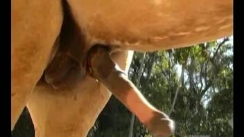 Lucky blondie got a chance to suck her own horse's dick