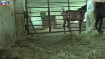 Ponytailed teen decides to stroke a horse's boner
