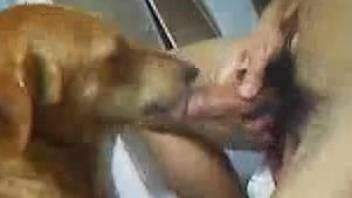 Dude drilling a dog's pussy in a hot zoo porn vid