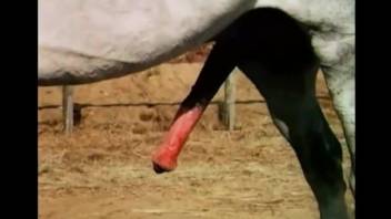 Voyeur bestiality XXX video to showcase a horse cock