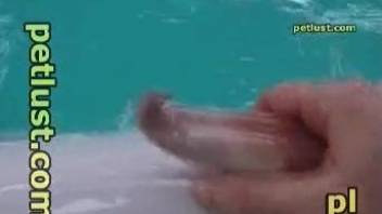 Sexual marine zoo cam porn with a guy jerking a dolphin