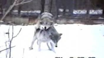 Two wild wolves have amazing doggy style sex on the snow