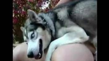 Furry Husky dog humps woman in the pussy