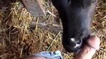 Cow licks man's dick while he records the whole thing