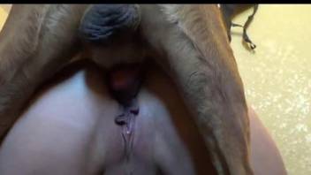 Flabby pussy getting pounded by a big-dicked dog