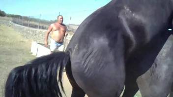 Black stallion enjoys a quickie with a sexy mare