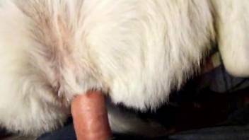 Dude with a nice dick fucking a sexy animal from behind