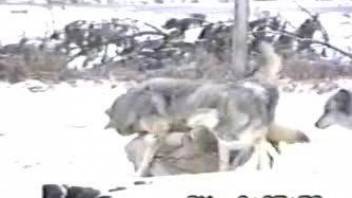Wolves fucking in the snow, insane zoo scene on cam