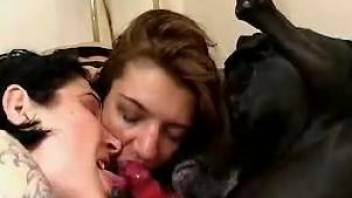 Sexy ladies love to share the dog cock on cam