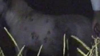Nice white pony with black spots gets fucked in the night