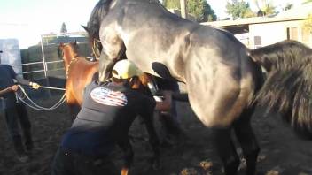 Black stallion drilling a brown mare's delicious cunt