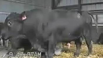 Stunning black bull is preparing for an upcoming penetration