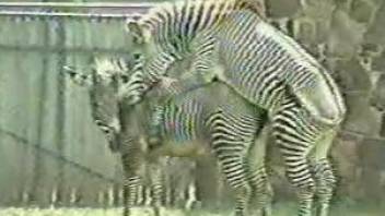 Sexy zebras featured in a hardcore zoo fuck video