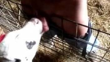Mature guy leaves baby veal to lick his dick
