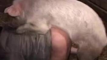 Pig humps female in  the pussy during zoo doggy style