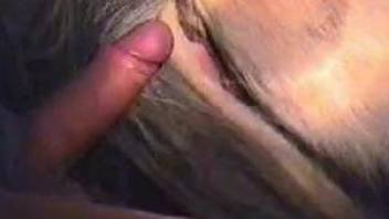 Intense close-up animal fucking, passionate bestiality