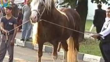 Horse showcasing its growing penis in a free video