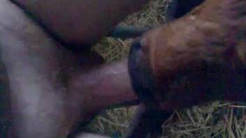 Fantastic oral sex with a beautiful brown animal
