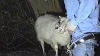 Man gets ready to fuck a sheep in dirty modes