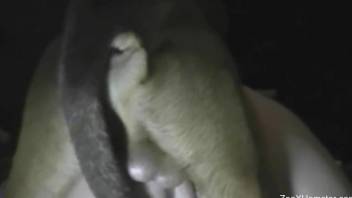 Needy woman takes dog dick in her moist pussy the hard way