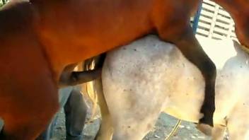 White mare gets destroyed by a brown stallion's cock