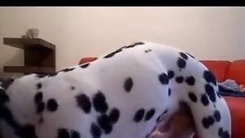 Sexy blonde slave sucking on her Dalmatian's dick