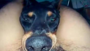 Dog's head almost gets crushed during a POV blowjob
