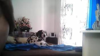 Beautiful Dalmatian dog is waiting on a bed
