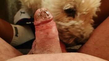 Dude with a small dick enjoys POV oral with a dog
